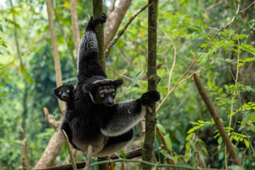 Indri - Indri indri, rain forest Madagascar east coast, Cute primate, Madagascar endemite. The largest lemur.