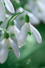 Spring background with Snowdrops on bokeh background in sunny spring garden .