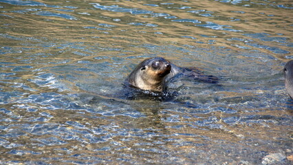 Antarctic fur seal (Arctocephalus gazella) in shallow water by the beach at Stromness, South Georgia Island