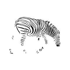 sketch of a zebra drawing with a transparent background