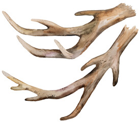 Brown Watercolor deer antlers, Boho Wedding illustration © katrinshine