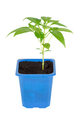 Seedlings of bitter pepper in a plastic cup. Ecological home cultivation of pepper seedlings indoors in winter and early spring.