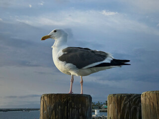 Seagull on post