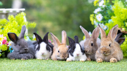 Healthy lovely baby bunny easter brown rabbits on green garden nature background. Cute fluffy...