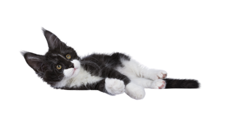 Expressive black smoke with white Maine Coon cat kitten, laying down side ways. Looking curious up and away from camera. isolated cutout on a transparent background .