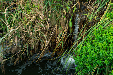 Sewage flows into the lake from the territory of a large plant. Leaking dirty water from the sewer....