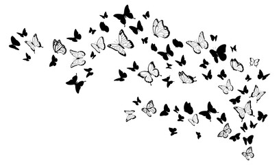 Fototapeta na wymiar Flying black silhouettes of butterflies. Design element