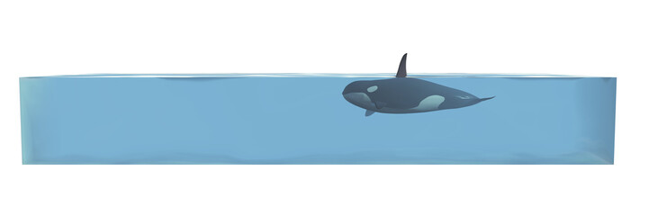Orca in a Water