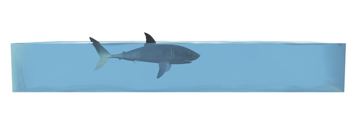 Shark in a Water