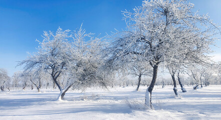 snow covered apple trees