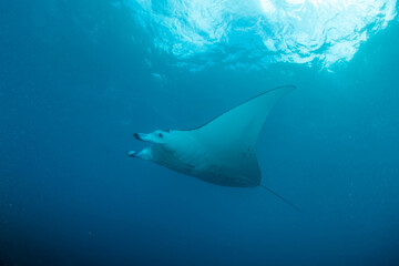 Manta ray in the sea