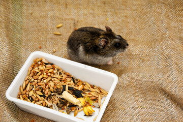 A domesticated Djungarian hamster sits on a burlap, next to it is a feeder with food. Lots of space for text. Campbell's pygmy hamster Phodopus campbelli
