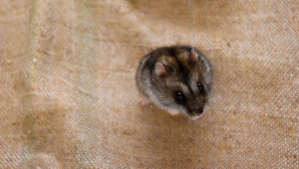 A domesticated Djungarian hamster sits on a burlap and looks into the lens, close-up. Lots of space for text. Campbell's pygmy hamster Phodopus campbelli