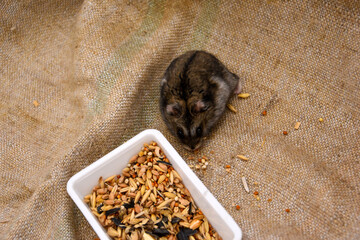 A domesticated Djungarian hamster sits on a burlap, next to it is a feeder with food. Lots of space for text. Campbell's pygmy hamster Phodopus campbelli