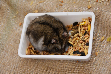A domesticated Djungarian hamster sits on a burlap, next to it is a feeder with food. Lots of space for text. Campbell's pygmy hamster Phodopus campbelli