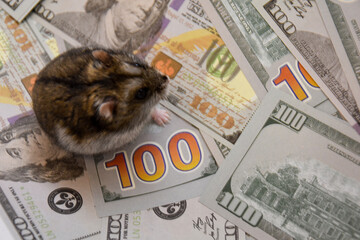 A domesticated Djungarian hamster sits on dollars and looks into the lens close-up. Lots of space for text. Campbell's pygmy hamster Phodopus campbelli