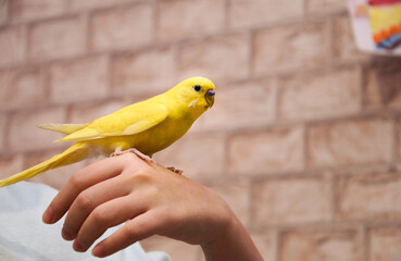 Budgerigar yellow parrot has a bright color. It sits on the child's hand, plenty of space for text. A beautiful young parrot sits, sings and plays.