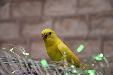 The wavy yellow parrot has a bright color. He sits on a cage, plenty of space for text. A beautiful young happy male sits on a cage, sings and plays. lots of green lights