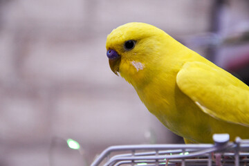 The wavy yellow parrot has a bright color. He sits on a cage, plenty of space for text. A beautiful young happy male sits on a cage, sings and plays.