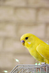 The wavy yellow parrot has a bright color. He sits on a cage, plenty of space for text. A beautiful young happy male sits on a cage, sings and plays.