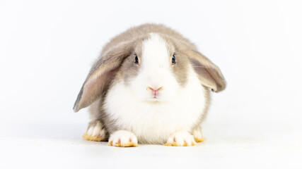 Lovely bunny easter fluffy baby rabbit on white nature background. 2023 year of golden rabbit....