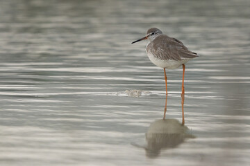 Portrait of a Redshank at Asker marsh with reflection on water, Bahrain