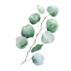 Watercolor eucalyptus leave and branch. eucalyptus silver dollar Botanycal. illustration isolated on white background. Perfect for wedding invitations, postcards and textiles