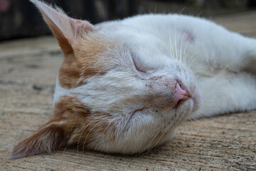 a cat sleeping in the yard