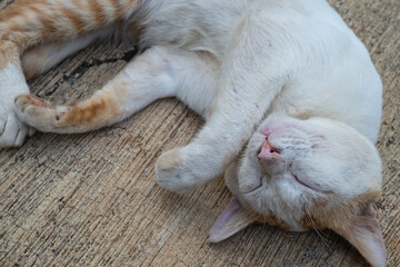 a cat sleeping in the yard