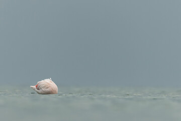 Greater Flamingo feeding in the morning at Asker coast of Bahrain