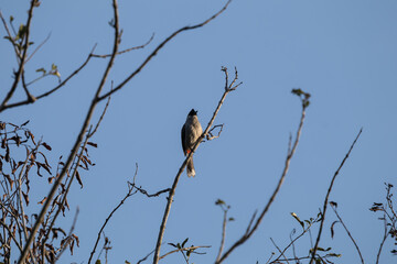 Red whiskered Bulbul Bird on Tree