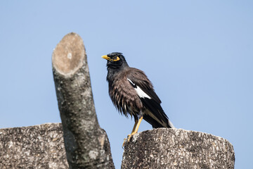Common Myna bird