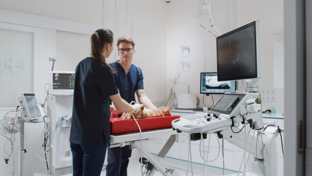 Female Veterinarian Using a Probe to Diagnose a Red Maine Coon That is Laying on a Check Up Table. Handsome Vet Assistant Holding the Kitten to Calm Him Down. Ultrasound Images Appear on Monitor