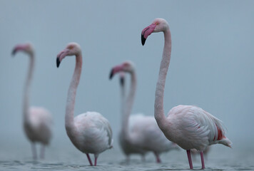 Closeup of a Greater Flaming in the morning hours at Asker coast of Bahrain