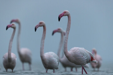 Greater Flamingos in cloudy weather in the morning at Asker coast of Bahrain