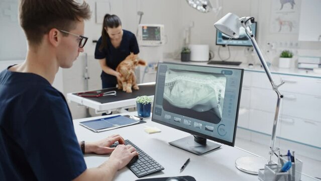 Veterinary Clinic Professional Working on a Desktop Computer, Examining X-Ray Scans for a Potential Bone Fracture. Female Veterinarian Diagnosing a Red Maine Coon Cat with Stethoscope