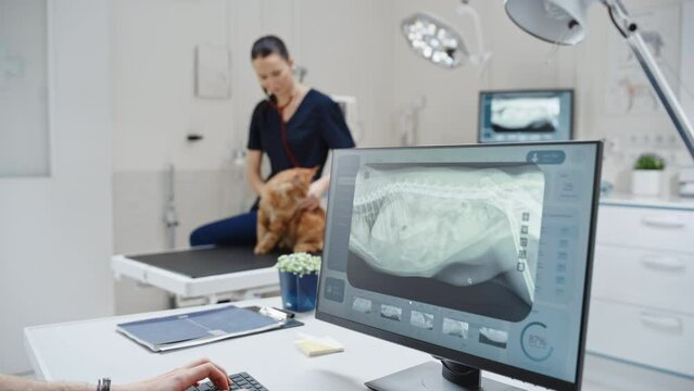 Female Veterinarian Diagnosing a Red Maine Coon Cat with Stethoscope. Veterinary Clinic Employee Using Software on a Desktop Computer to Examine X-Ray Scans for Potential Animal Health Risks