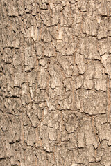 Bark texture of a young oriental plane (Platanus orientalis) tree