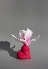 Spring white - pink blooming magnolia flower stands in vase - heart of the color of year 2023 Viva Magenta on gray background. Postcard in style of minimalism with place for text. Valentine's Day