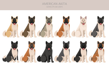 American Akita dog clipart. All coat colors set.  Different position. All dog breeds characteristics infographic