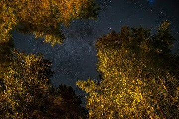 The starry sky through the trees,the milky way between the treetops illuminates the path in the forest.The starry sky is slightly overcast.Soft focus, long exposure shooting.travel and romance concept