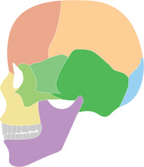Human Skull Side view © Noctiluca