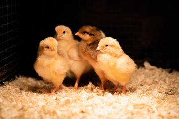 chicks