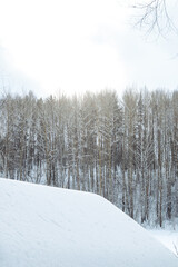 beautiful landscape of winter forest in snow