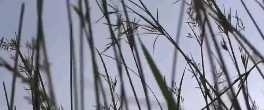 grass and brushwood blowing in the midday breeze
