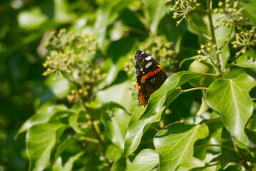 Fototapeta na wymiar Red admiral butterfly (Vanessa Atalanta) perched on hedge (hedera helix) in Zurich, Switzerland