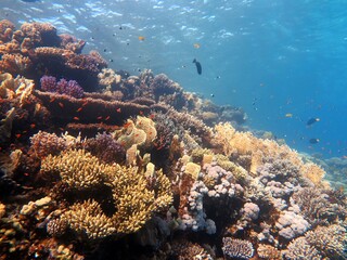 Plakat Red Sea fish and coral reef