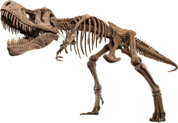 Fototapeta na wymiar Tyrannosaurus Rex skeleton