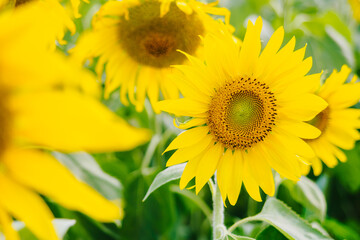 Sunflower in the abundance field with blur background