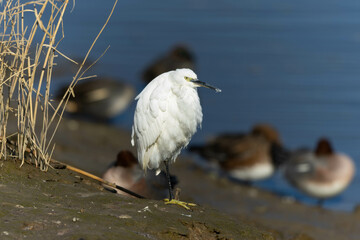 冬の河川敷に居るコサギ